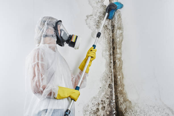 Best Attic Mold Removal  in Fountainebleau, FL