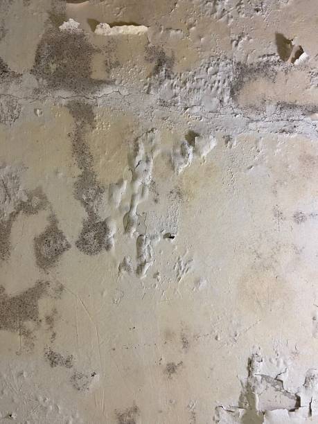 Best Commercial Mold Removal  in Fountainebleau, FL